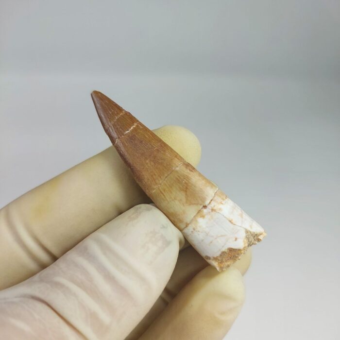 Plesiosaur Tooth Extinct Marine Reptile zarafasaura specimen 2.5" - Image 5
