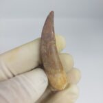 Plesiosaurs Tooth Extinct Marine Reptile zarafasaura specimen 2.5" - Image 5
