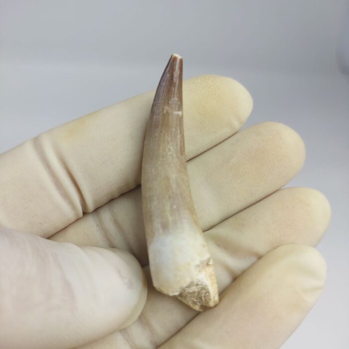Plesiosaurs Tooth Extinct Marine Reptile zarafasaura specimen 2.3" - Image 1