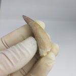 Plesiosaurs Tooth Extinct Marine Reptile zarafasaura specimen 2.3" - Image 5