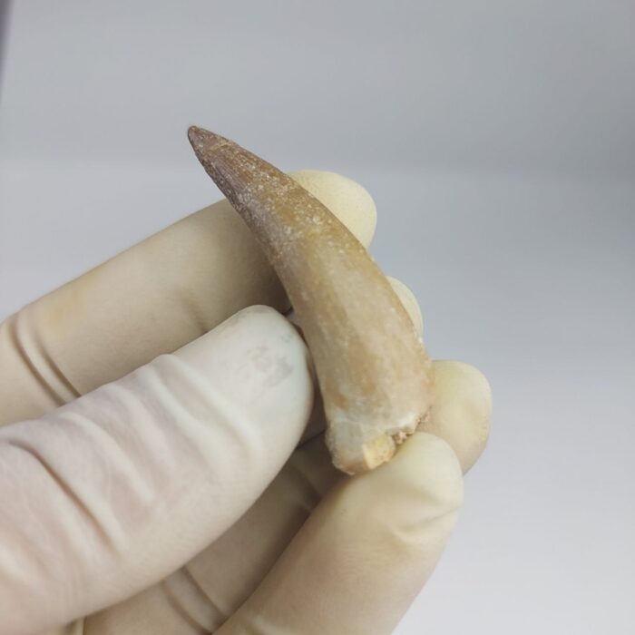 Plesiosaurs Tooth Extinct Marine Reptile zarafasaura specimen 2.3" - Image 5