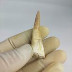 Plesiosaurs Tooth Extinct Marine Reptile zarafasaura specimen 2.3" - Image 5