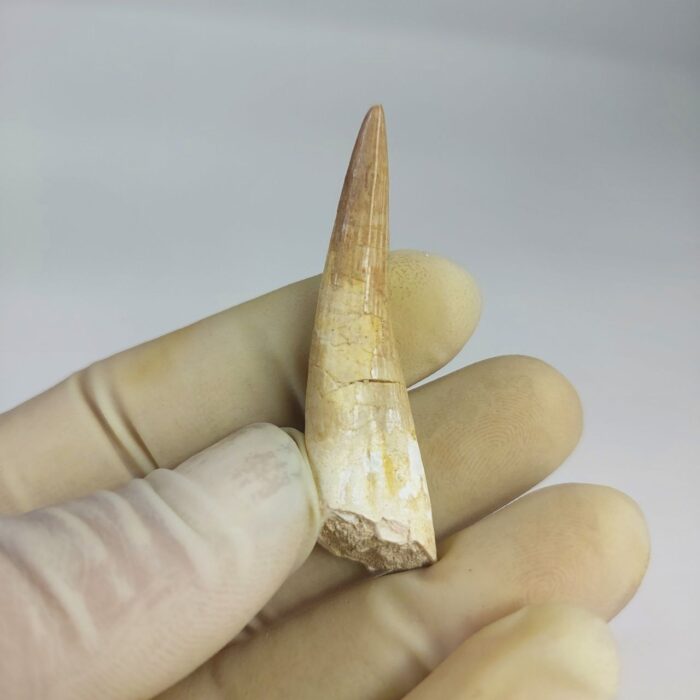 Plesiosaurs Tooth Extinct Marine Reptile zarafasaura specimen 2.3" - Image 5