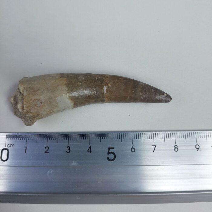 3.14" Plesiosaur Tooth Authentic fossil zarafasaura oceanis - Image 2