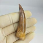 Plesiosaur Tooth Authentic fossil zarafasaura oceanis 2.7"