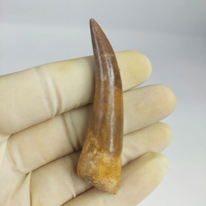 Plesiosaur Tooth Authentic fossil zarafasaura oceanis 2.7" - Image 1