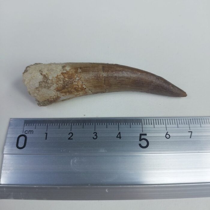 Plesiosaur Tooth Authentic fossil zarafasaura oceanis 2.7" - Image 6