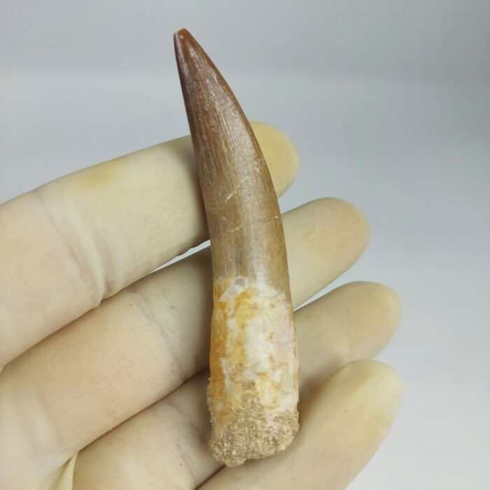 Plesiosaur Tooth Authentic fossil zarafasaura oceanis 2.7" - Image 1