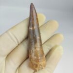 Fossil Plesiosaur Tooth zarafasaura oceanis specimen 2.7" - Image 6