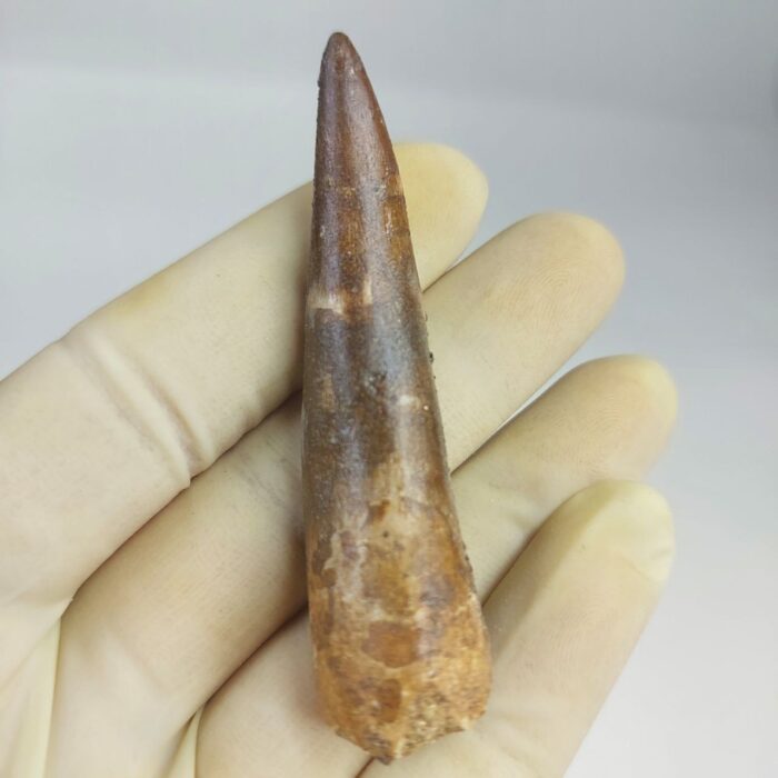Fossil Plesiosaur Tooth zarafasaura oceanis specimen 2.7" - Image 6