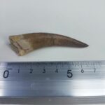 Fossil Plesiosaur Tooth zarafasaura oceanis specimen 2.7" - Image 6