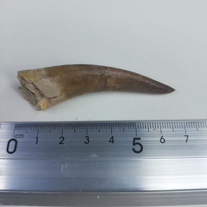 Fossil Plesiosaur Tooth zarafasaura oceanis specimen 2.7" - Image 6