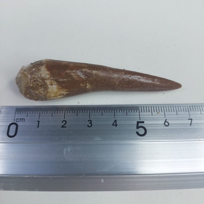 Plesiosaurus fossil Tooth zarafasaura oceanis specimen 2.5" - Image 6