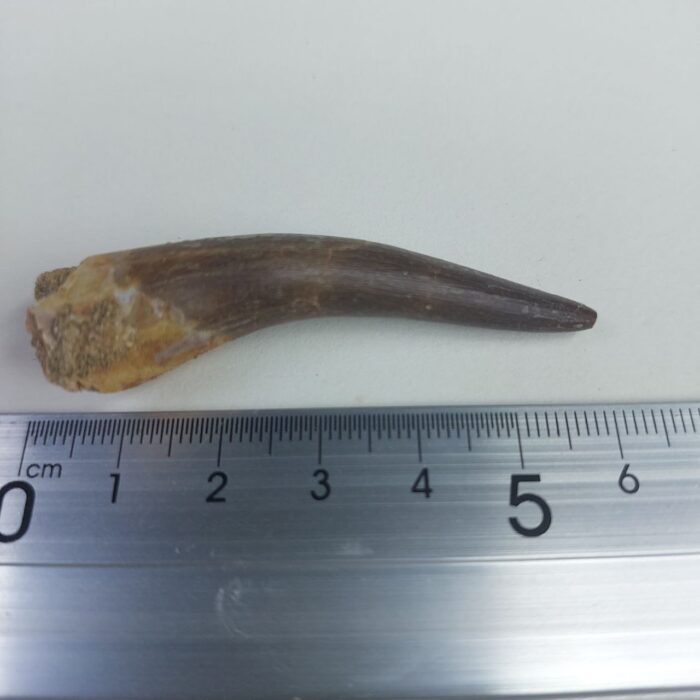 Plesiosaurs Tooth fossil zarafasaura oceanis specimen 2.5" - Image 6