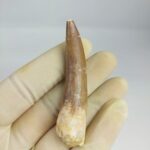 Plesiosaur Tooth Extinct Marine Reptile zarafasaura specimen 2.5" - Image 6