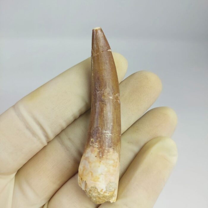 Plesiosaur Tooth Extinct Marine Reptile zarafasaura specimen 2.5" - Image 6