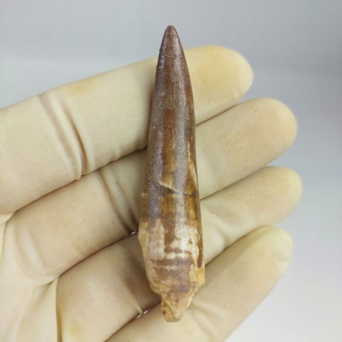 Plesiosaur Tooth Extinct Marine Reptile zarafasaura specimen 2.7" - Image 6