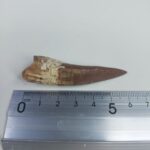 Plesiosaur Tooth Extinct Marine Reptile zarafasaura specimen 2.5" - Image 6