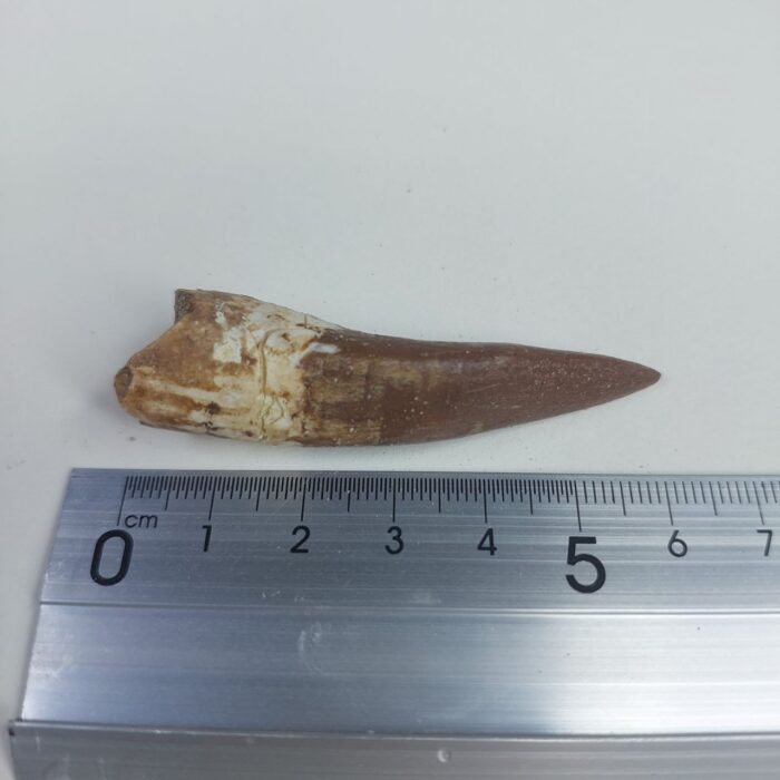 Plesiosaur Tooth Extinct Marine Reptile zarafasaura specimen 2.5" - Image 6