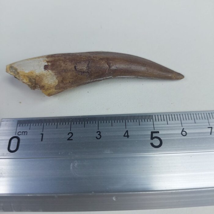 Plesiosaur Tooth Extinct Marine Reptile zarafasaura specimen 2.5" - Image 6