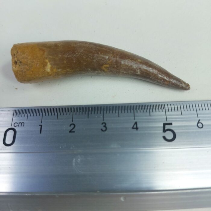 Plesiosaur Tooth Extinct Marine Reptile zarafasaura specimen 2.5" - Image 6