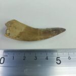 Plesiosaur Tooth Extinct Marine Reptile zarafasaura specimen 2.5" - Image 6