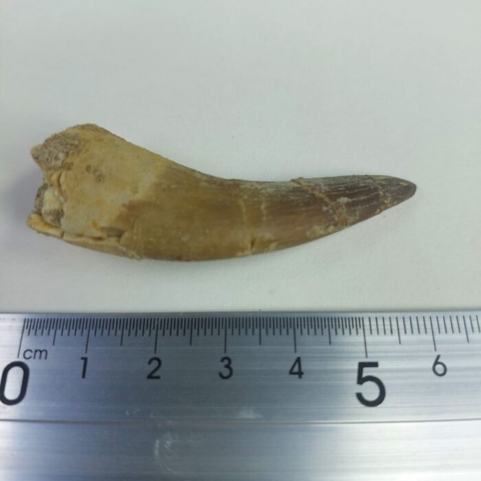 Plesiosaur Tooth Extinct Marine Reptile zarafasaura specimen 2.5" - Image 6