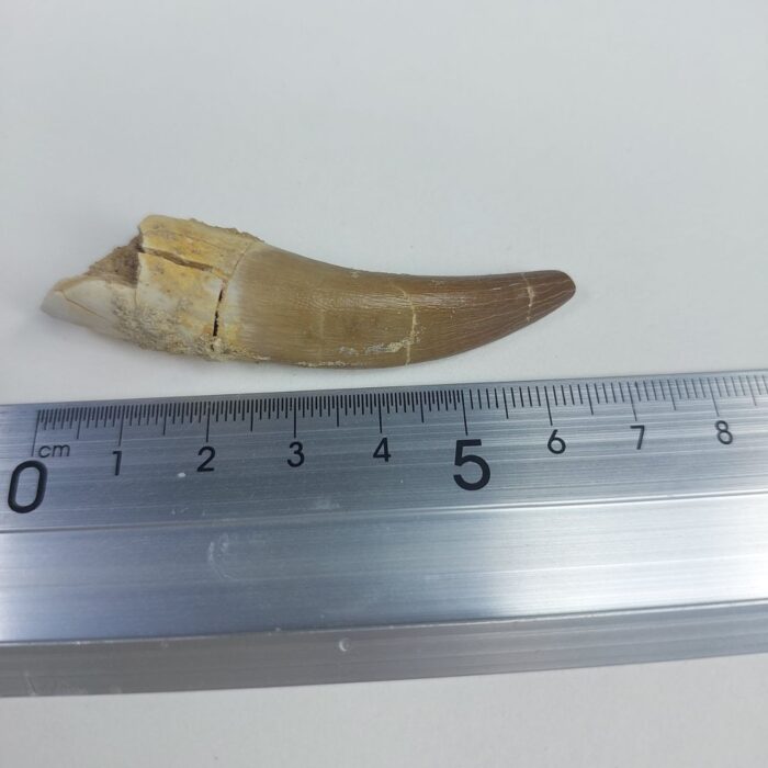 Plesiosaur Tooth Extinct Marine Reptile zarafasaura specimen 2.5" - Image 6