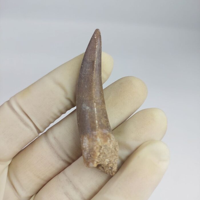 Plesiosaur Tooth Extinct Marine Reptile zarafasaura specimen 2.5" - Image 6