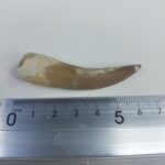 Plesiosaur Tooth Extinct Marine Reptile zarafasaura specimen 2.5" - Image 6