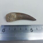 Plesiosaur Tooth Extinct Marine Reptile zarafasaura specimen 2.5" - Image 6