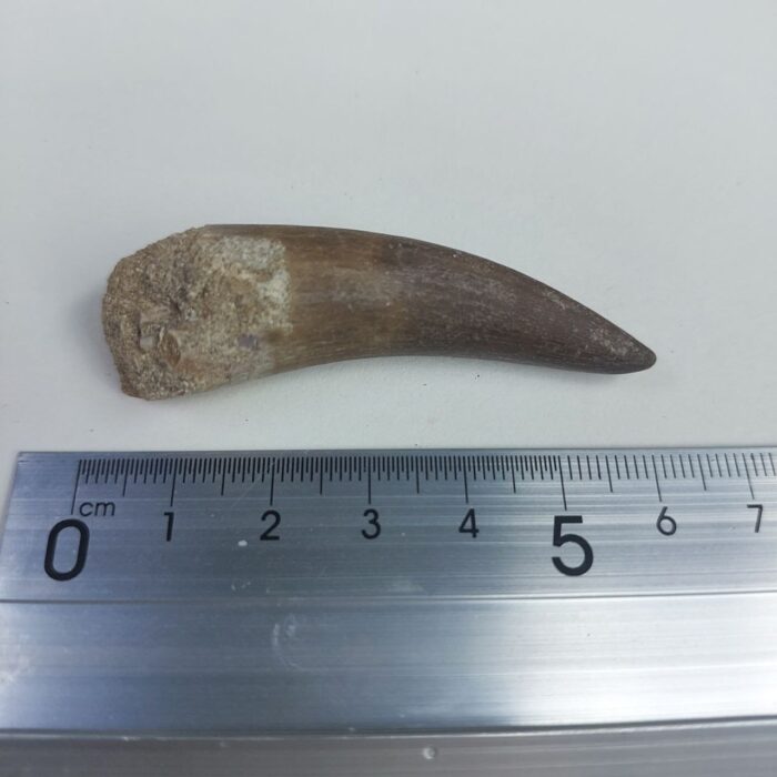 Plesiosaur Tooth Extinct Marine Reptile zarafasaura specimen 2.5" - Image 6