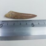 Plesiosaur Tooth Extinct Marine Reptile zarafasaura specimen 2.5" - Image 6