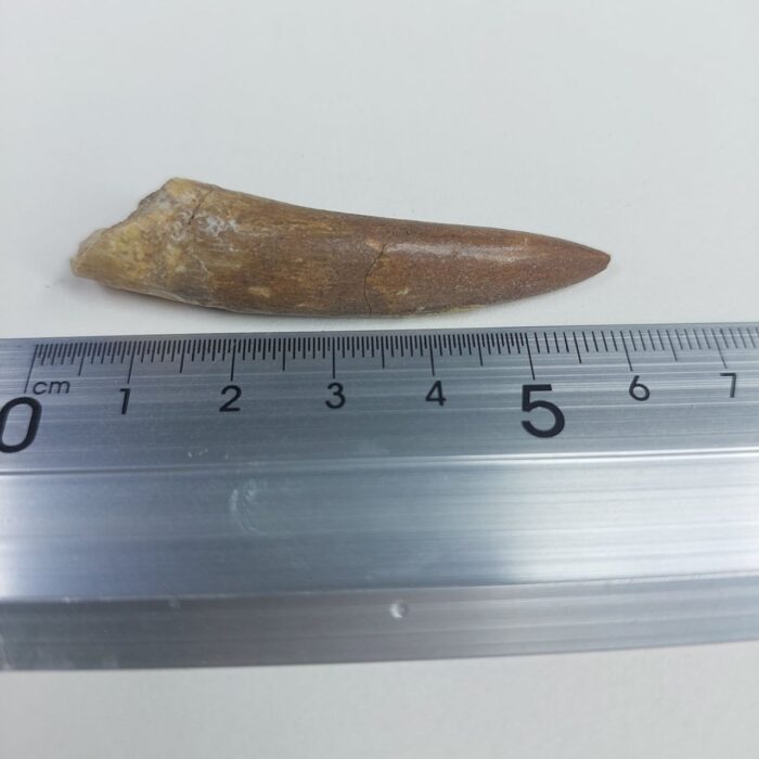 Plesiosaur Tooth Extinct Marine Reptile zarafasaura specimen 2.5" - Image 6