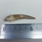 Plesiosaur Tooth Extinct Marine Reptile zarafasaura specimen 2.5" - Image 6