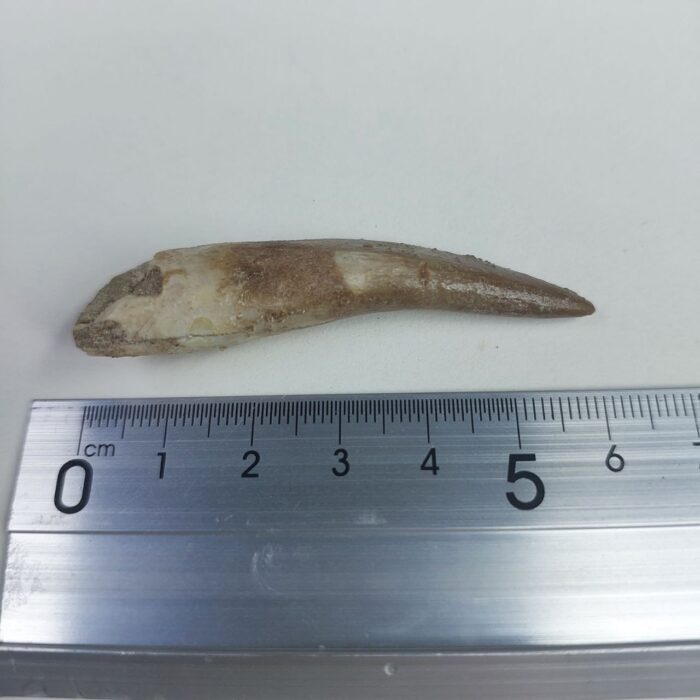 Plesiosaur Tooth Extinct Marine Reptile zarafasaura specimen 2.5" - Image 6