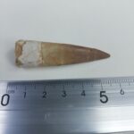 Plesiosaur Tooth Extinct Marine Reptile zarafasaura specimen 2.5" - Image 6