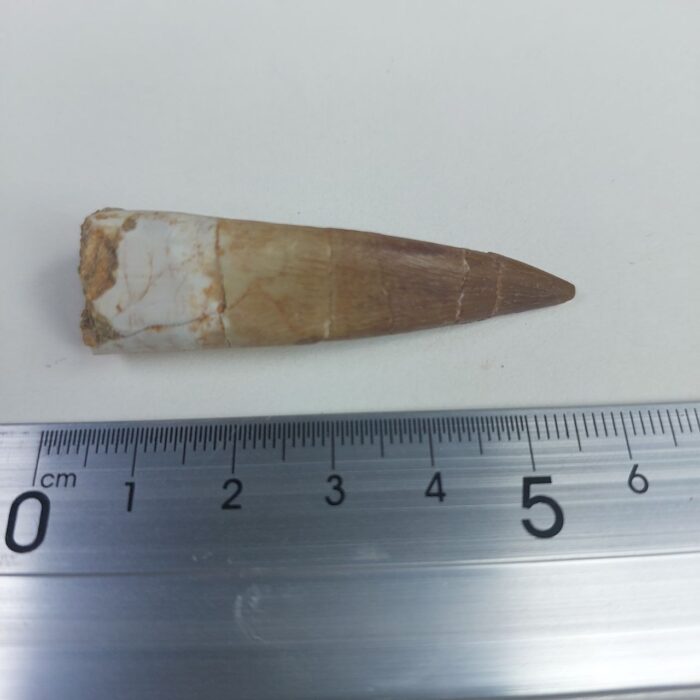 Plesiosaur Tooth Extinct Marine Reptile zarafasaura specimen 2.5" - Image 6
