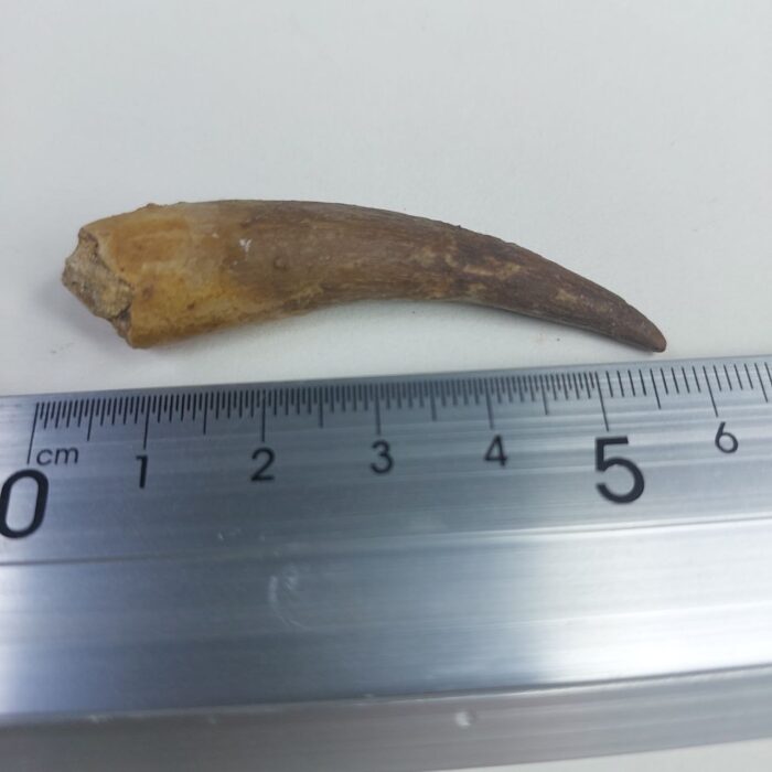 Plesiosaurs Tooth Extinct Marine Reptile zarafasaura specimen 2.5" - Image 6