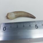 Plesiosaurs Tooth Extinct Marine Reptile zarafasaura specimen 2.3" - Image 6