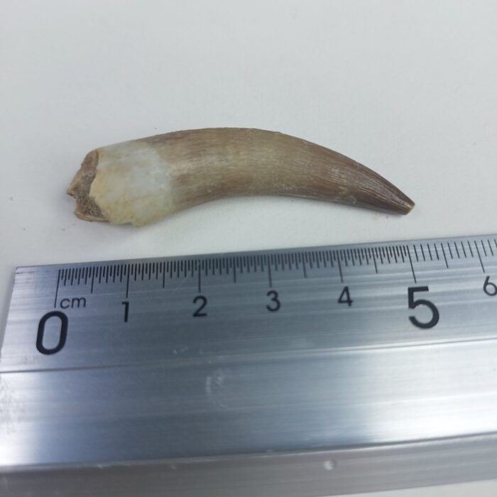 Plesiosaurs Tooth Extinct Marine Reptile zarafasaura specimen 2.3" - Image 6