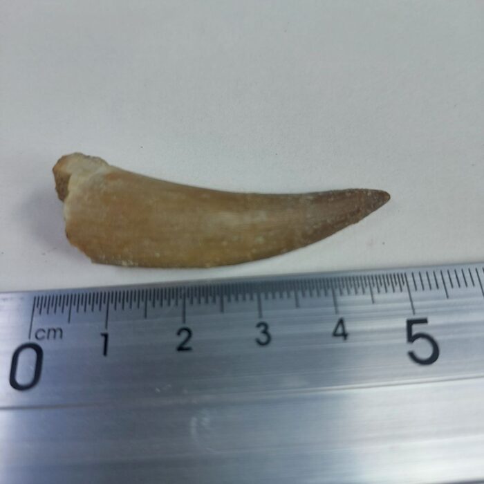 Plesiosaurs Tooth Extinct Marine Reptile zarafasaura specimen 2.3" - Image 6