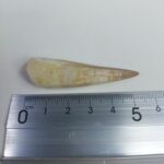 Plesiosaurs Tooth Extinct Marine Reptile zarafasaura specimen 2.3" - Image 6