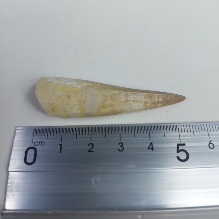Plesiosaurs Tooth Extinct Marine Reptile zarafasaura specimen 2.3" - Image 6