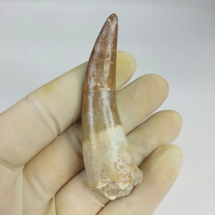3.14" Plesiosaur Tooth Authentic fossil zarafasaura oceanis - Image 1