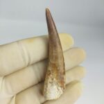 Plesiosaur Tooth Authentic fossil zarafasaura oceanis 2.7" - Image 7