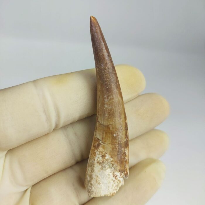 Plesiosaur Tooth Authentic fossil zarafasaura oceanis 2.7" - Image 7