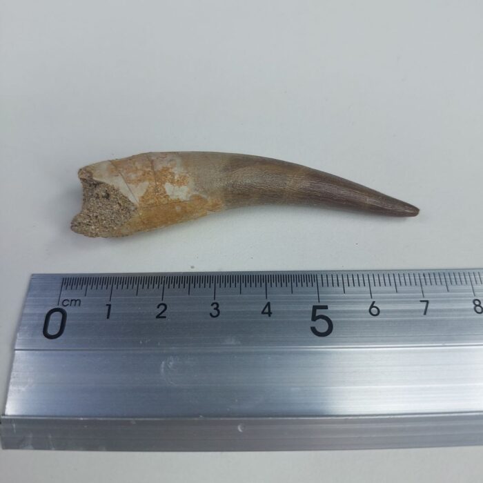 Plesiosaur Tooth Authentic fossil zarafasaura oceanis 2.7" - Image 7