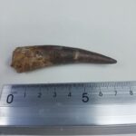 Fossil Plesiosaur Tooth zarafasaura oceanis specimen 2.7" - Image 7
