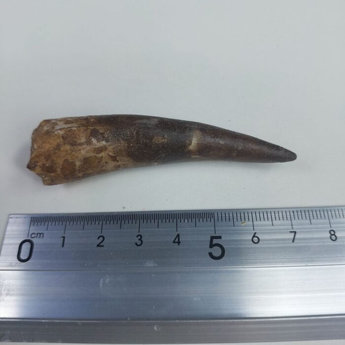 Fossil Plesiosaur Tooth zarafasaura oceanis specimen 2.7" - Image 7